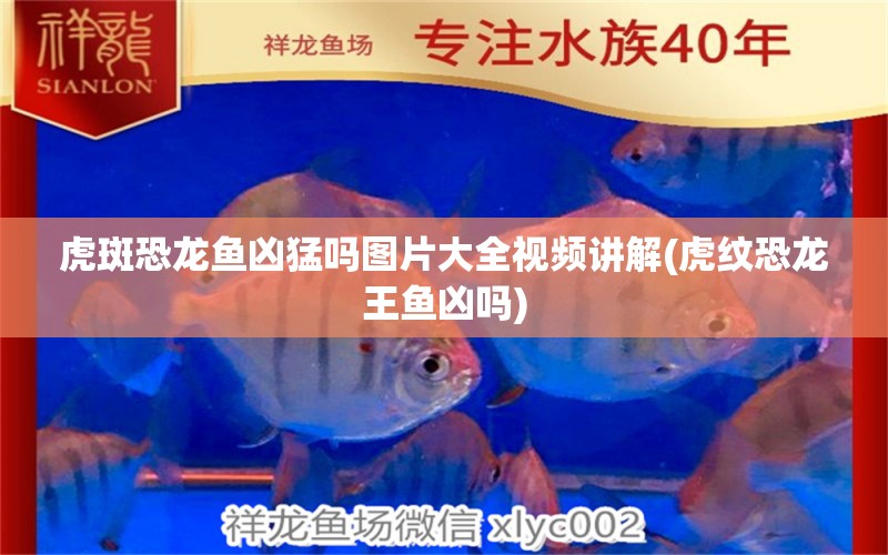 虎斑恐龍魚兇猛嗎圖片大全視頻講解(虎紋恐龍王魚兇嗎) 虎斑恐龍魚