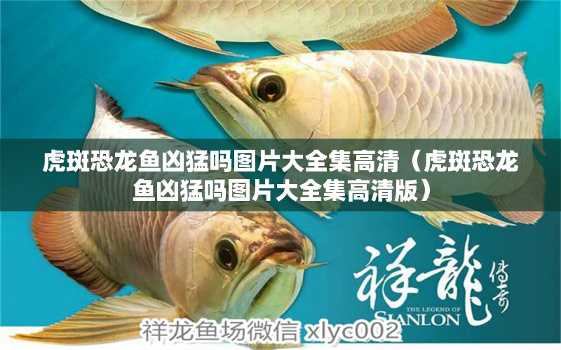 虎斑恐龍魚兇猛嗎圖片大全集高清（虎斑恐龍魚兇猛嗎圖片大全集高清版）