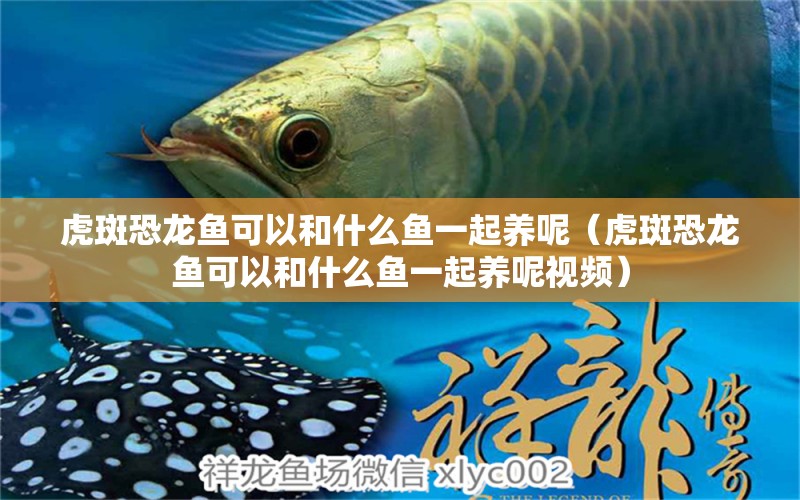 虎斑恐龍魚可以和什么魚一起養(yǎng)呢（虎斑恐龍魚可以和什么魚一起養(yǎng)呢視頻） 虎斑恐龍魚