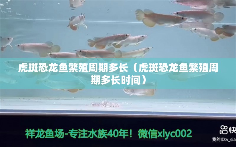 虎斑恐龍魚繁殖周期多長(zhǎng)（虎斑恐龍魚繁殖周期多長(zhǎng)時(shí)間） 虎斑恐龍魚