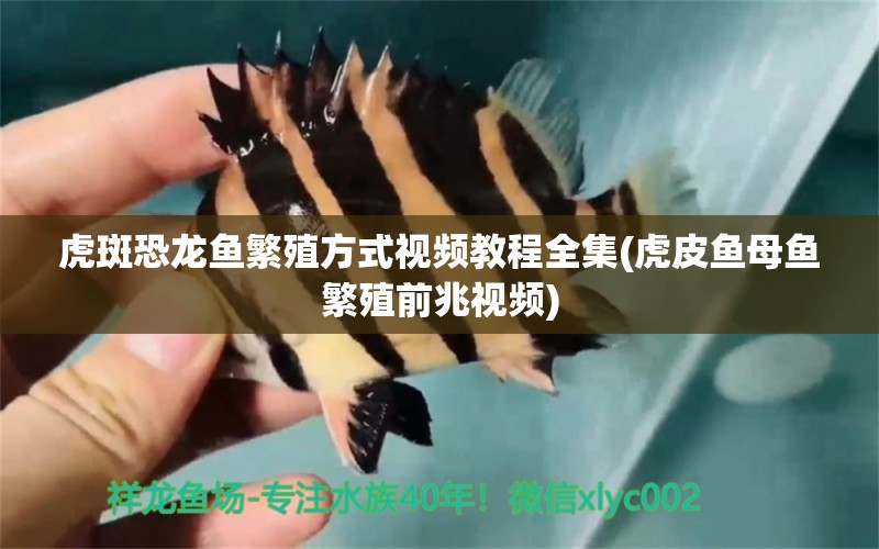 虎斑恐龍魚繁殖方式視頻教程全集(虎皮魚母魚繁殖前兆視頻) 虎斑恐龍魚