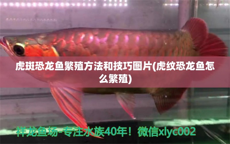 虎斑恐龍魚繁殖方法和技巧圖片(虎紋恐龍魚怎么繁殖) 虎斑恐龍魚