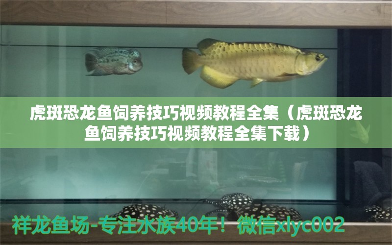 虎斑恐龍魚飼養(yǎng)技巧視頻教程全集（虎斑恐龍魚飼養(yǎng)技巧視頻教程全集下載） 虎斑恐龍魚