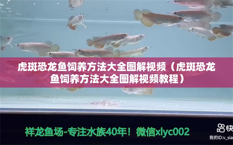 虎斑恐龍魚飼養(yǎng)方法大全圖解視頻（虎斑恐龍魚飼養(yǎng)方法大全圖解視頻教程） 虎斑恐龍魚