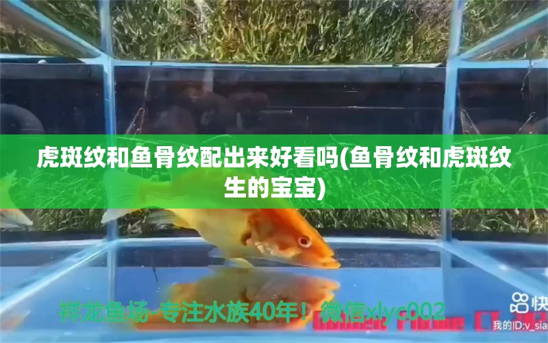 虎斑紋和魚骨紋配出來好看嗎(魚骨紋和虎斑紋生的寶寶) 白子銀龍魚苗