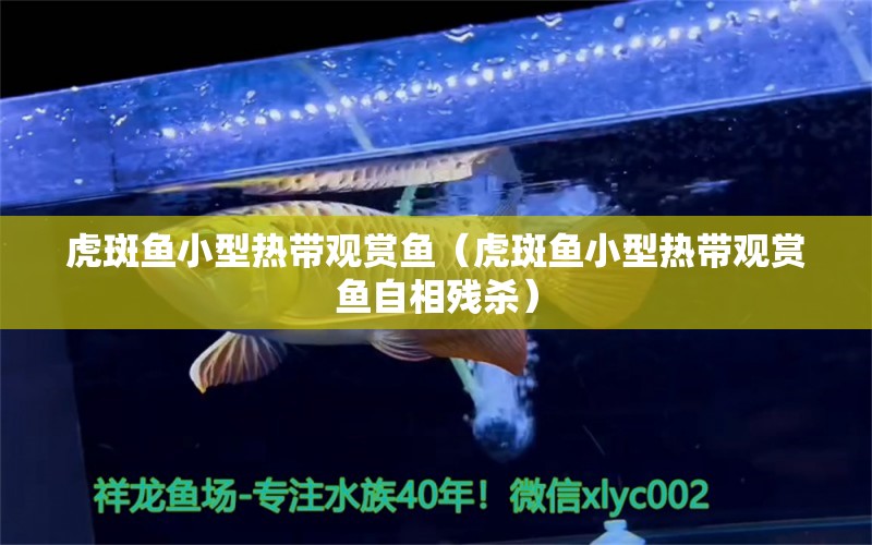 虎斑魚(yú)小型熱帶觀賞魚(yú)（虎斑魚(yú)小型熱帶觀賞魚(yú)自相殘殺） 銀龍魚(yú)苗