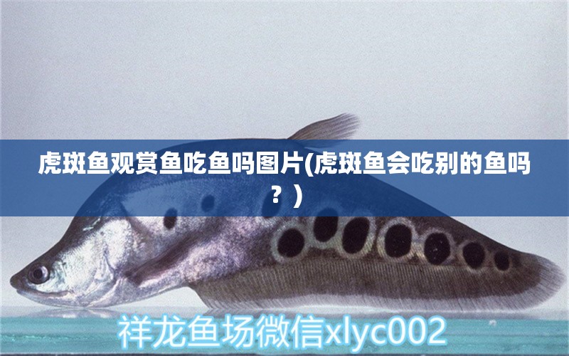 虎斑魚觀賞魚吃魚嗎圖片(虎斑魚會吃別的魚嗎？) 祥龍魚藥系列