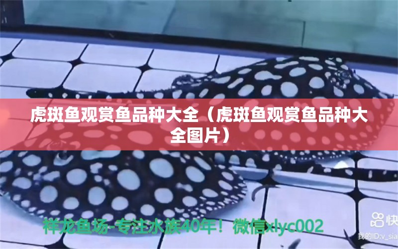 虎斑魚觀賞魚品種大全（虎斑魚觀賞魚品種大全圖片） 廣州觀賞魚批發(fā)市場(chǎng)