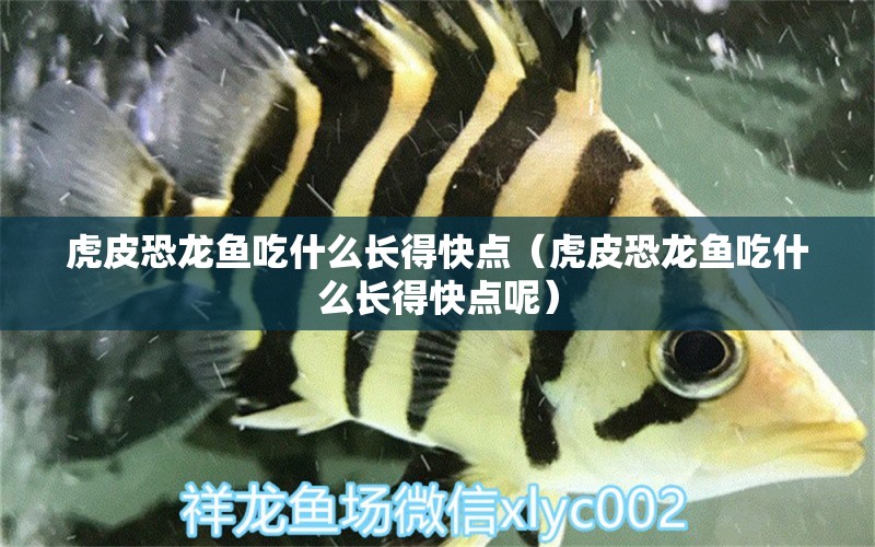 虎皮恐龍魚吃什么長(zhǎng)得快點(diǎn)（虎皮恐龍魚吃什么長(zhǎng)得快點(diǎn)呢）