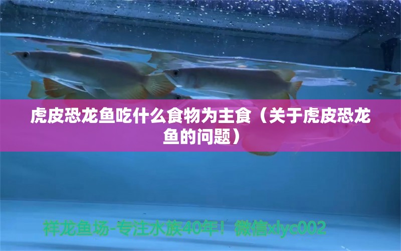 虎皮恐龍魚(yú)吃什么食物為主食（關(guān)于虎皮恐龍魚(yú)的問(wèn)題） 水族問(wèn)答 第1張