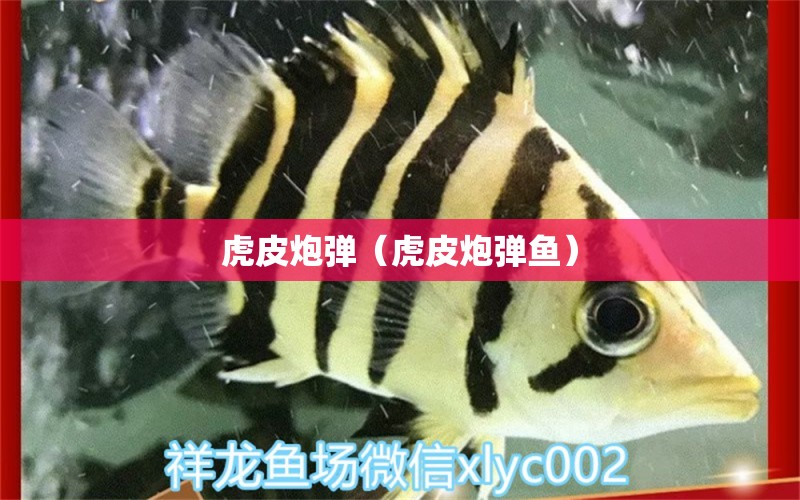 虎皮炮彈（虎皮炮彈魚）