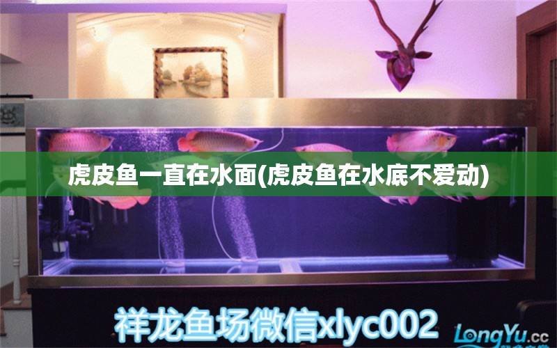 虎皮魚一直在水面(虎皮魚在水底不愛動) 銀河星鉆魚