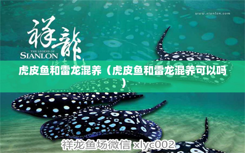 虎皮魚和雷龍混養(yǎng)（虎皮魚和雷龍混養(yǎng)可以嗎） 廣州龍魚批發(fā)市場