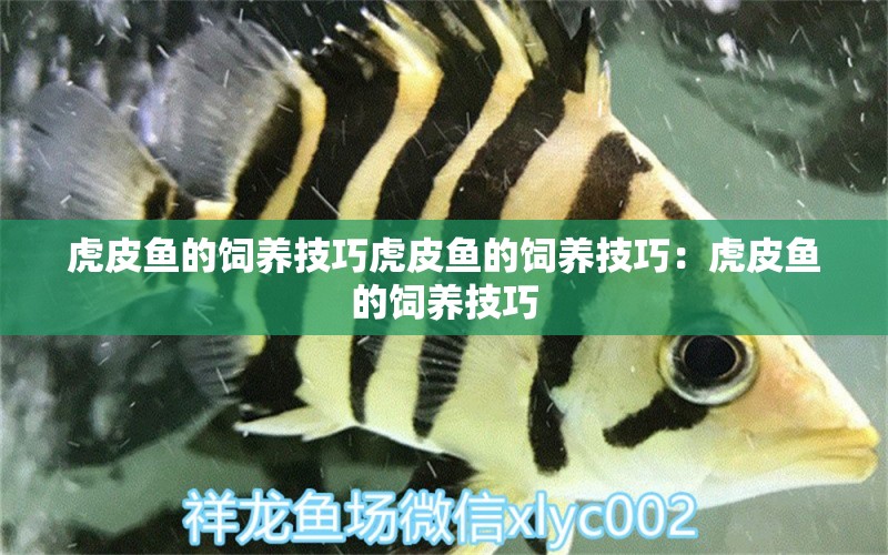 虎皮魚的飼養(yǎng)技巧虎皮魚的飼養(yǎng)技巧：虎皮魚的飼養(yǎng)技巧 虎魚百科 第2張