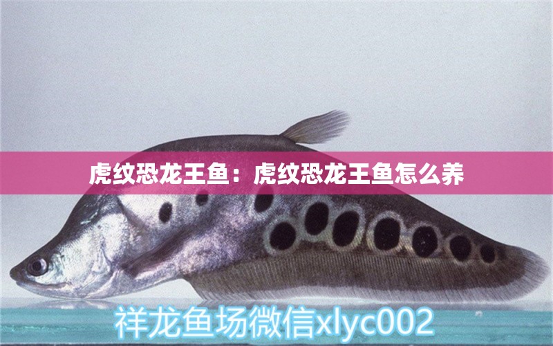 虎紋恐龍王魚：虎紋恐龍王魚怎么養(yǎng) 恐龍王魚