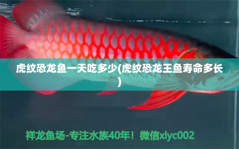 虎紋恐龍魚一天吃多少(虎紋恐龍王魚壽命多長(zhǎng)) 恐龍王魚