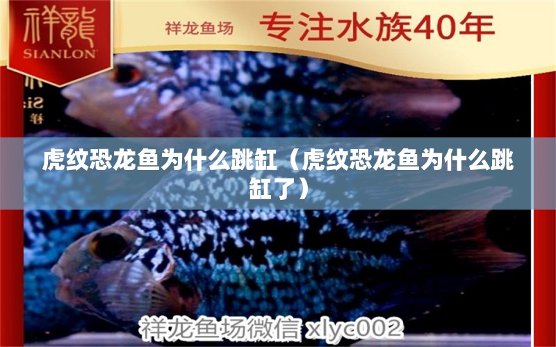 虎紋恐龍魚(yú)為什么跳缸（虎紋恐龍魚(yú)為什么跳缸了）