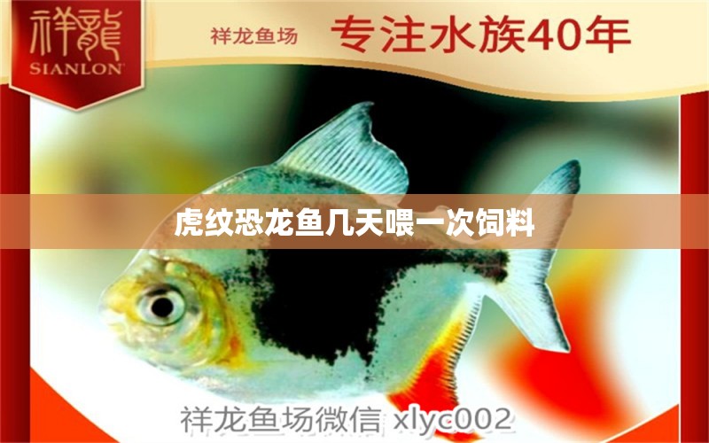 虎紋恐龍魚幾天喂一次飼料 祥龍魚場