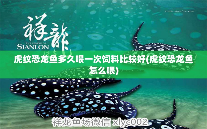 虎紋恐龍魚多久喂一次飼料比較好(虎紋恐龍魚怎么喂) 電鰻