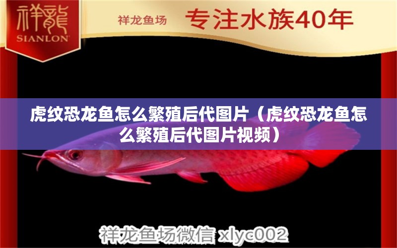 虎紋恐龍魚怎么繁殖后代圖片（虎紋恐龍魚怎么繁殖后代圖片視頻）