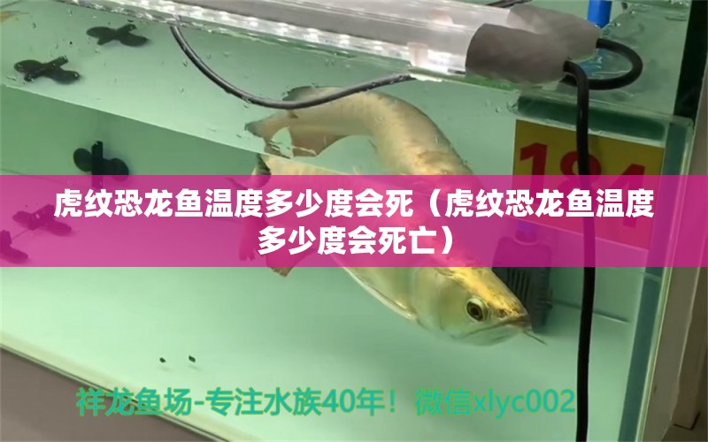 虎紋恐龍魚(yú)溫度多少度會(huì)死（虎紋恐龍魚(yú)溫度多少度會(huì)死亡）