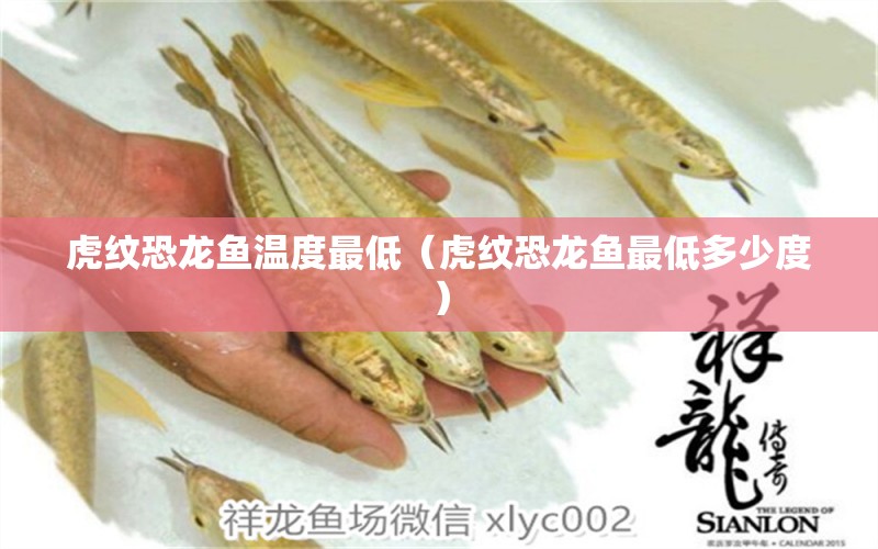 虎紋恐龍魚溫度最低（虎紋恐龍魚最低多少度）