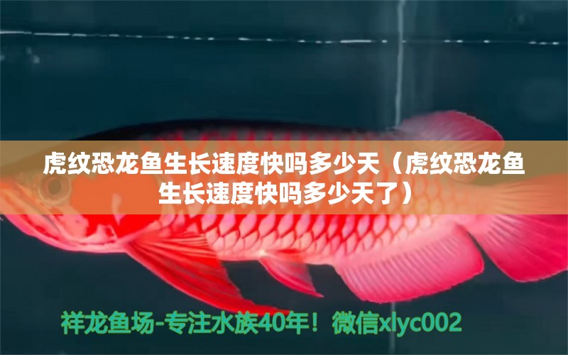 虎紋恐龍魚生長速度快嗎多少天（虎紋恐龍魚生長速度快嗎多少天了）