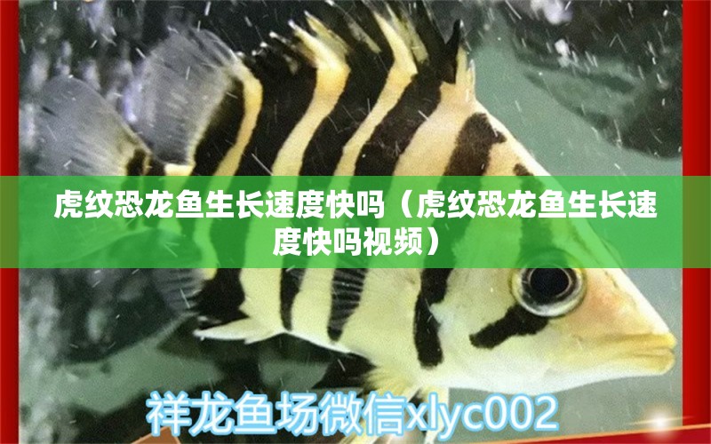 虎紋恐龍魚(yú)生長(zhǎng)速度快嗎（虎紋恐龍魚(yú)生長(zhǎng)速度快嗎視頻）