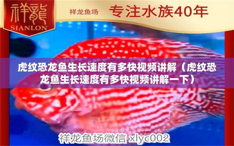 虎紋恐龍魚生長速度有多快視頻講解（虎紋恐龍魚生長速度有多快視頻講解一下）