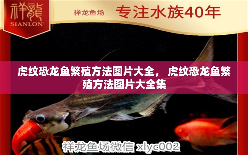 虎紋恐龍魚(yú)繁殖方法圖片大全， 虎紋恐龍魚(yú)繁殖方法圖片大全集