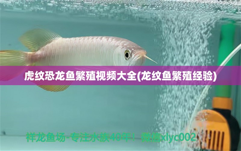 虎紋恐龍魚(yú)繁殖視頻大全(龍紋魚(yú)繁殖經(jīng)驗(yàn)) 成吉思汗鯊（球鯊）魚(yú)