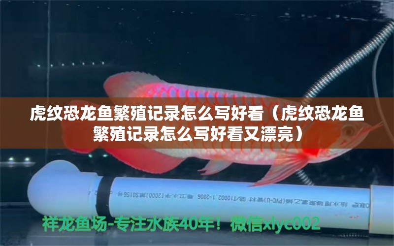 虎紋恐龍魚繁殖記錄怎么寫好看（虎紋恐龍魚繁殖記錄怎么寫好看又漂亮）