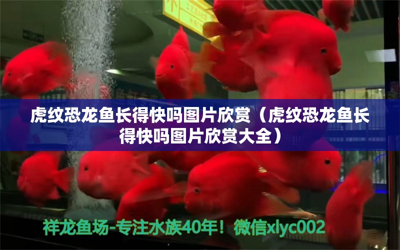 虎紋恐龍魚(yú)長(zhǎng)得快嗎圖片欣賞（虎紋恐龍魚(yú)長(zhǎng)得快嗎圖片欣賞大全）