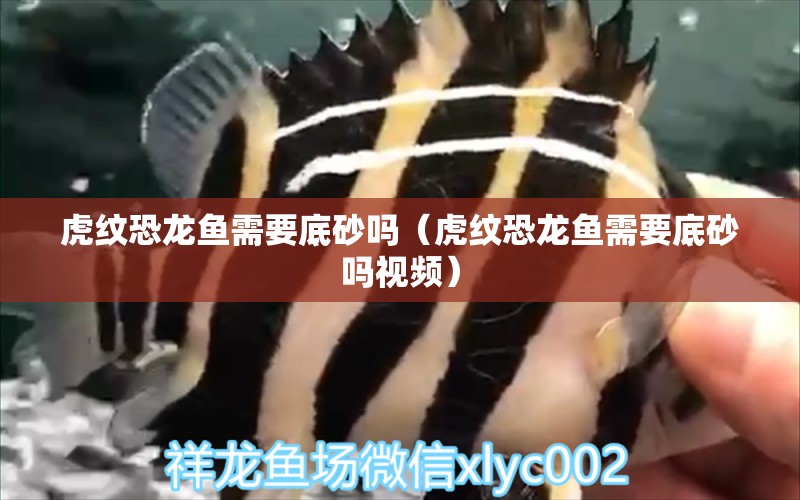 虎紋恐龍魚(yú)需要底砂嗎（虎紋恐龍魚(yú)需要底砂嗎視頻）