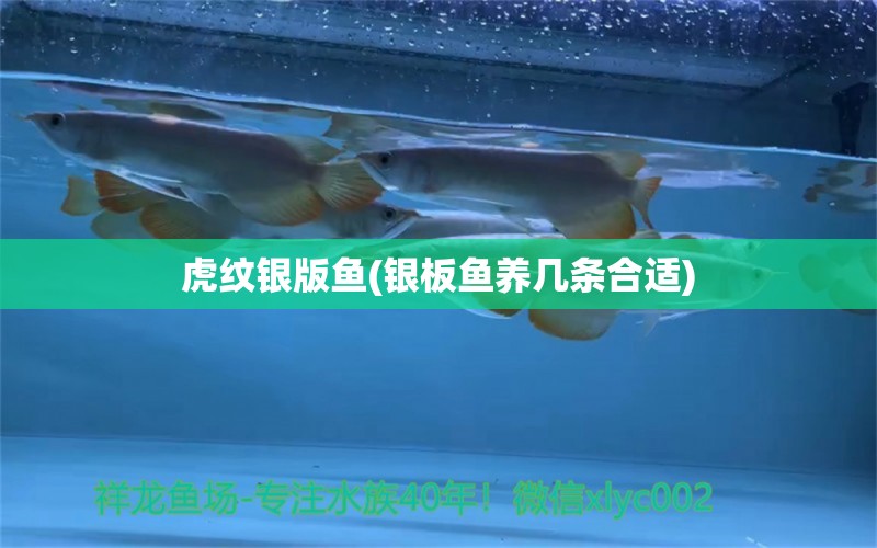 虎紋銀版魚(銀板魚養(yǎng)幾條合適)