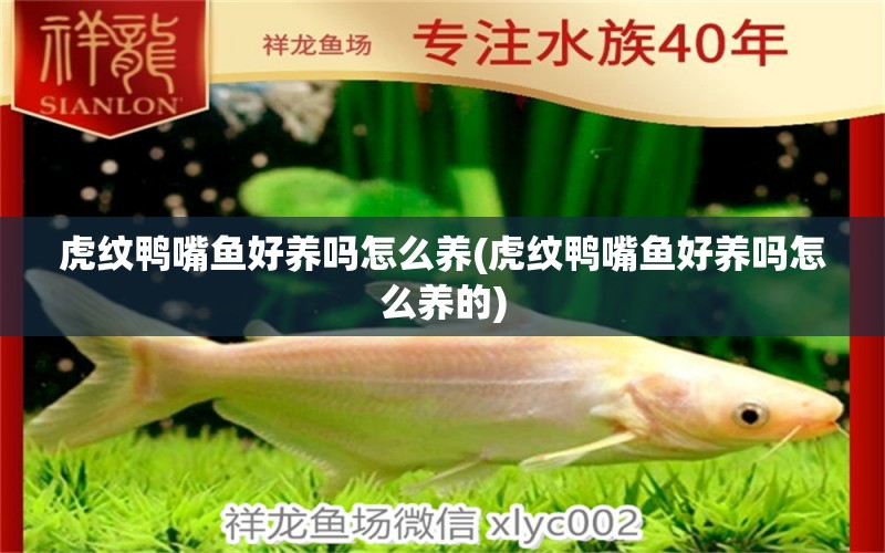 虎紋鴨嘴魚好養(yǎng)嗎怎么養(yǎng)(虎紋鴨嘴魚好養(yǎng)嗎怎么養(yǎng)的) 泰龐海鰱魚