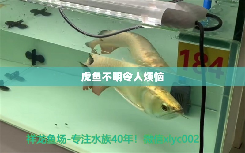 虎魚不明令人煩惱 虎魚百科 第1張