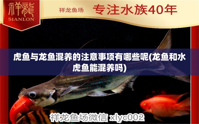 虎魚與龍魚混養(yǎng)的注意事項有哪些呢(龍魚和水虎魚能混養(yǎng)嗎) 食人魚（水虎）