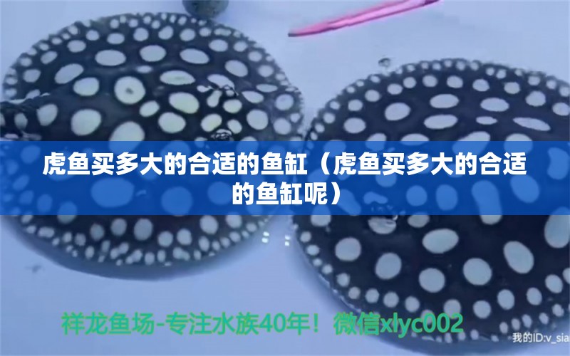 虎魚(yú)買多大的合適的魚(yú)缸（虎魚(yú)買多大的合適的魚(yú)缸呢） 虎魚(yú)百科