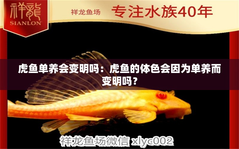 虎魚單養(yǎng)會變明嗎：虎魚的體色會因為單養(yǎng)而變明嗎？ 虎魚百科 第2張