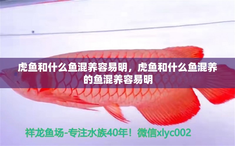 虎魚(yú)和什么魚(yú)混養(yǎng)容易明，虎魚(yú)和什么魚(yú)混養(yǎng)的魚(yú)混養(yǎng)容易明