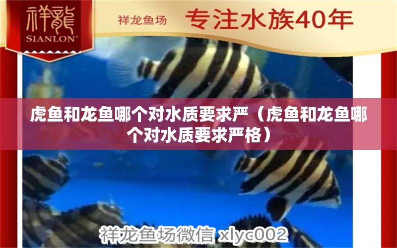 虎魚和龍魚哪個(gè)對(duì)水質(zhì)要求嚴(yán)（虎魚和龍魚哪個(gè)對(duì)水質(zhì)要求嚴(yán)格） 虎魚百科