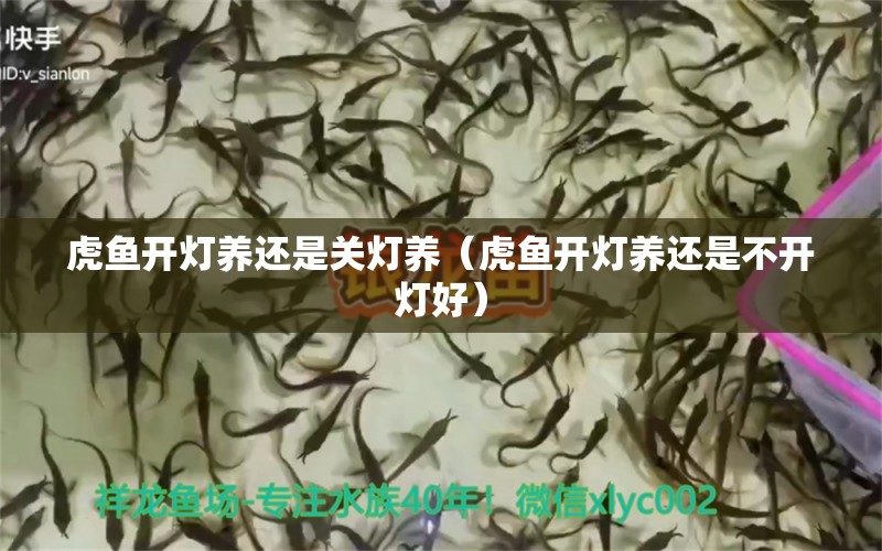 虎魚開燈養(yǎng)還是關(guān)燈養(yǎng)（虎魚開燈養(yǎng)還是不開燈好）