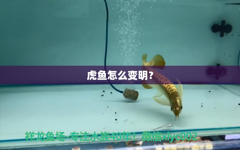 虎魚怎么變明？ 虎魚百科