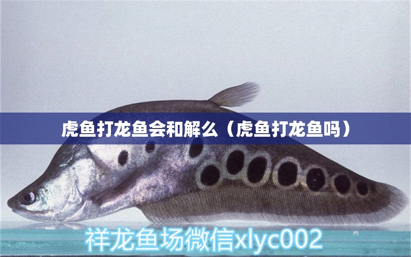 虎魚打龍魚會(huì)和解么（虎魚打龍魚嗎） 虎魚百科