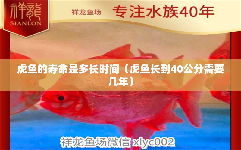 虎魚的壽命是多長時間（虎魚長到40公分需要幾年）