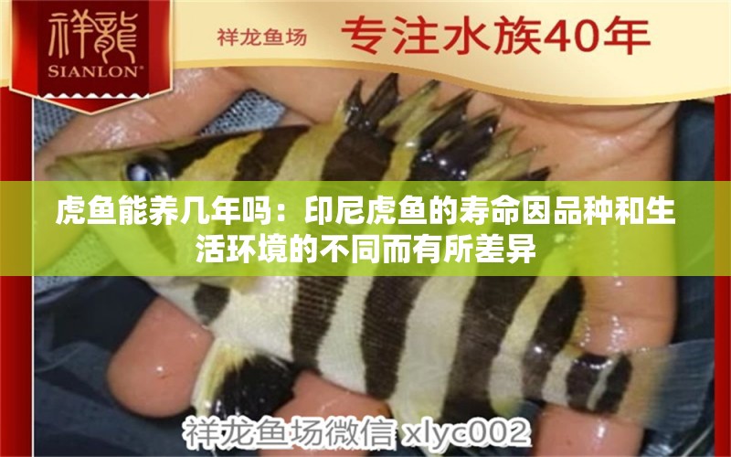 虎魚能養(yǎng)幾年嗎：印尼虎魚的壽命因品種和生活環(huán)境的不同而有所差異 虎魚百科 第2張