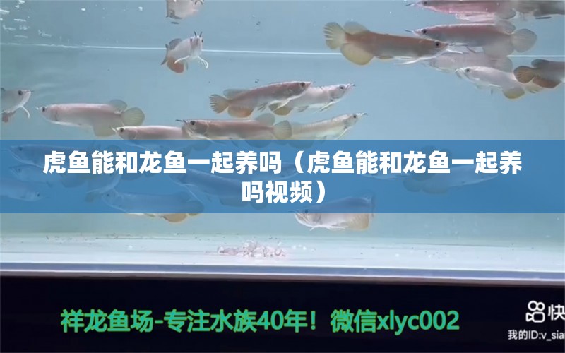 虎魚(yú)能和龍魚(yú)一起養(yǎng)嗎（虎魚(yú)能和龍魚(yú)一起養(yǎng)嗎視頻） 虎魚(yú)百科