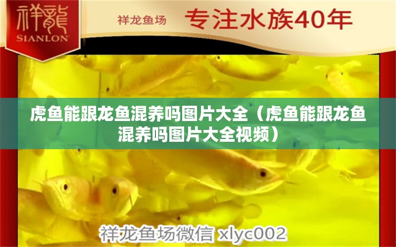 虎魚能跟龍魚混養(yǎng)嗎圖片大全（虎魚能跟龍魚混養(yǎng)嗎圖片大全視頻） 虎魚百科