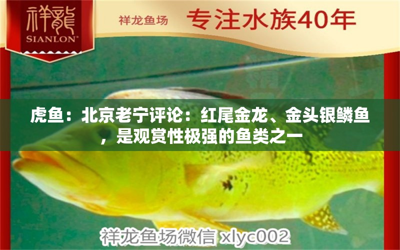 虎魚：北京老寧評(píng)論：紅尾金龍、金頭銀鱗魚，是觀賞性極強(qiáng)的魚類之一 觀賞魚論壇 第3張